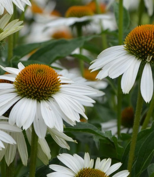 Echinacea purpurea 'Sombrero Blanco'
